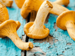 demo-attachment-1548-fresh-chanterelle-mushrooms-on-a-wooden-P5YD4CZ@2x