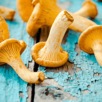 demo-attachment-1548-fresh-chanterelle-mushrooms-on-a-wooden-P5YD4CZ@2x